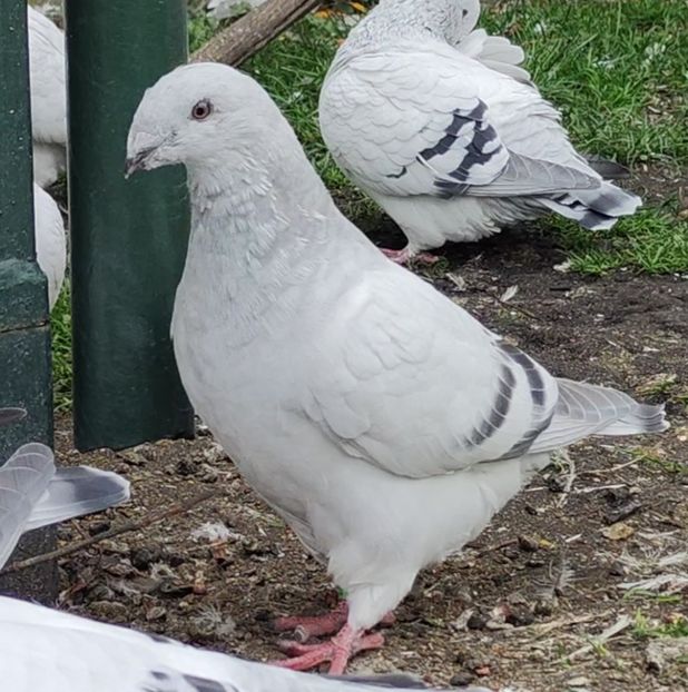 43 - c- MLODE 2025 YOUTH