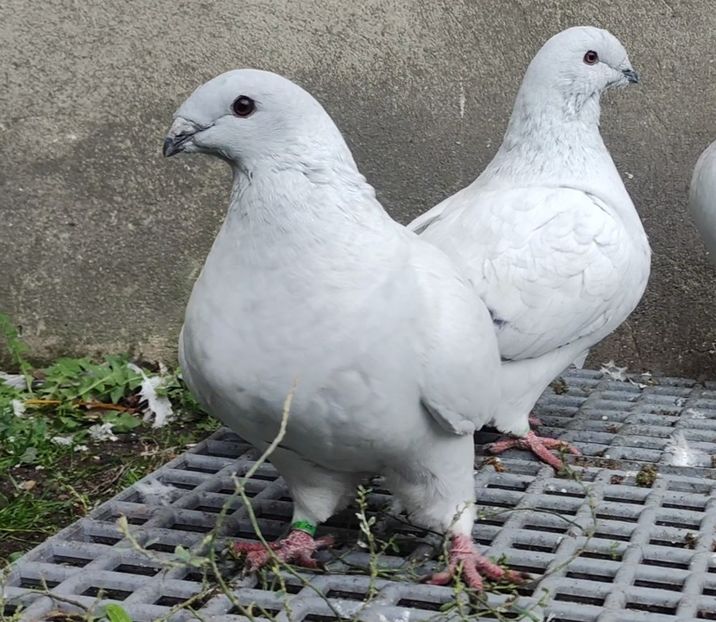 28 - c- MLODE 2025 YOUTH