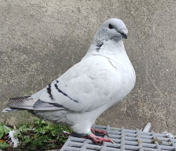 28 - c- MLODE 2025 YOUTH