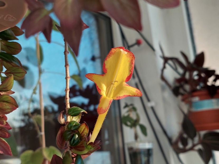 Carnival(3-Xl-2025) - Columnee 2025