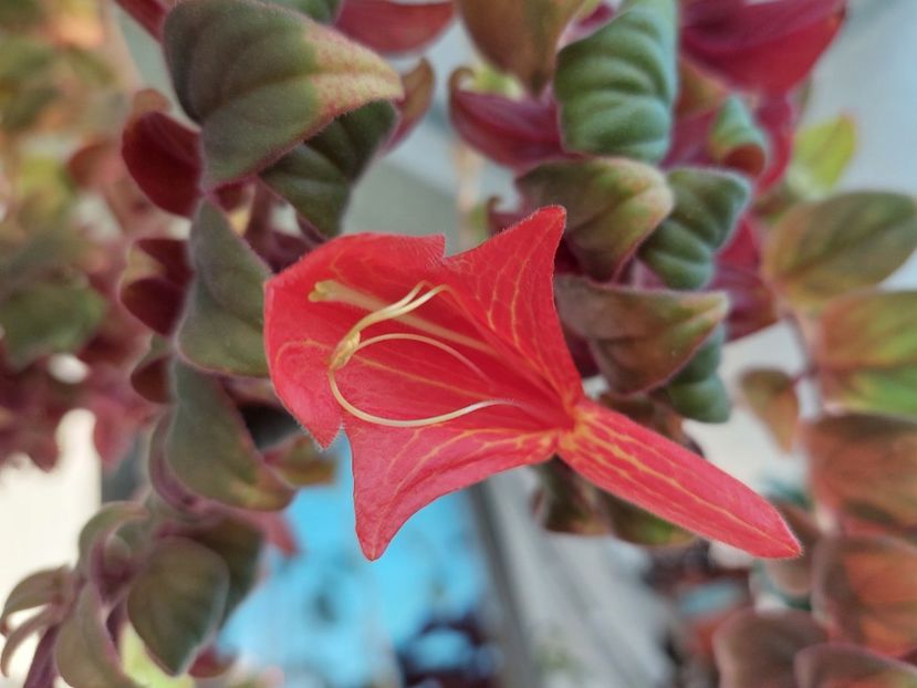 Magnifica'(3-Xl-2025) - Columnee 2025