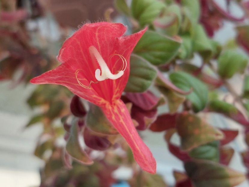 Magnifica 1(3-Xl-2025) - Columnee 2025