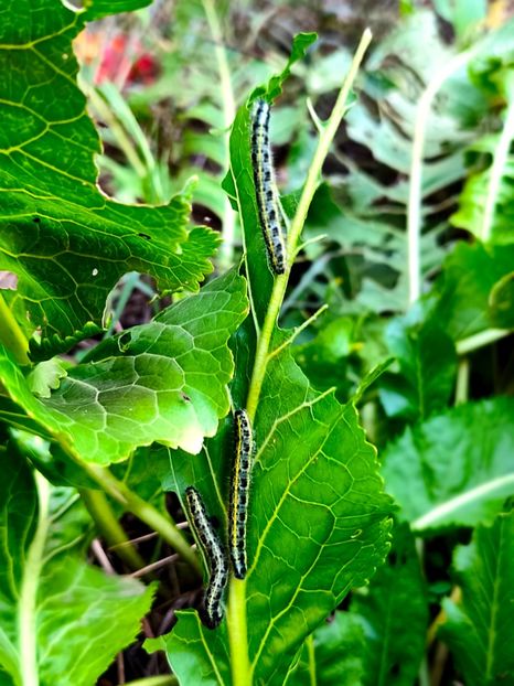  - Flori 2025 partea a doua