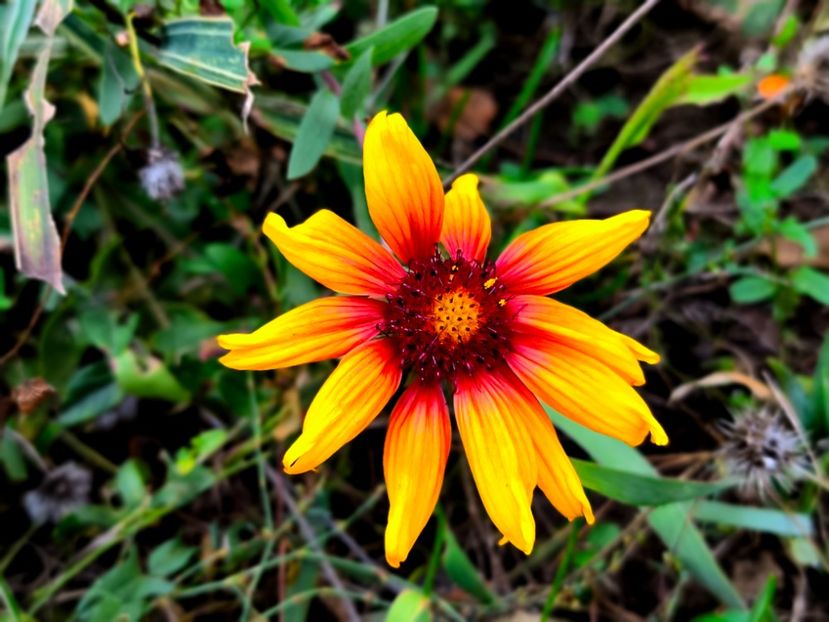  - Flori 2025 partea a doua