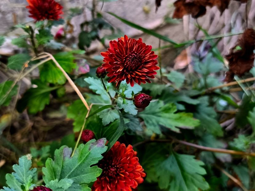  - Flori 2025 partea a doua