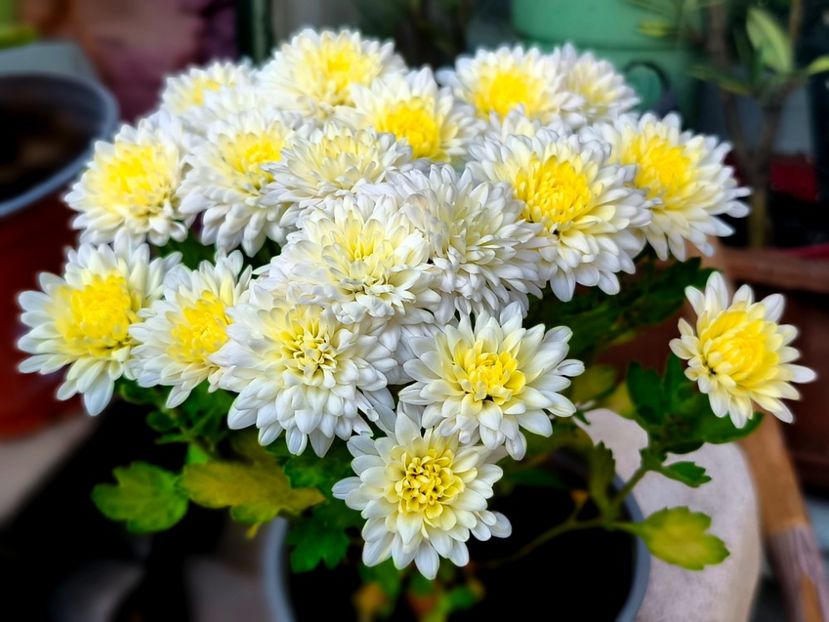  - Flori 2025 partea a doua