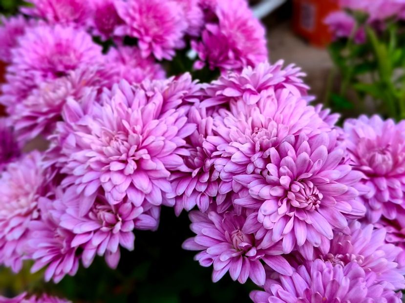  - Flori 2025 partea a doua