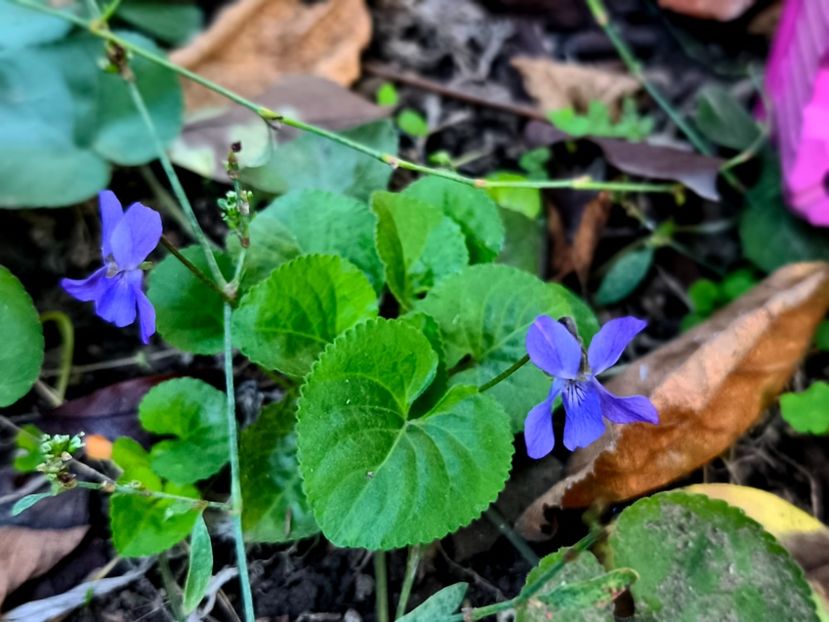  - Flori 2025 partea a doua