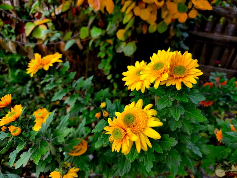  - Flori 2025 partea a doua