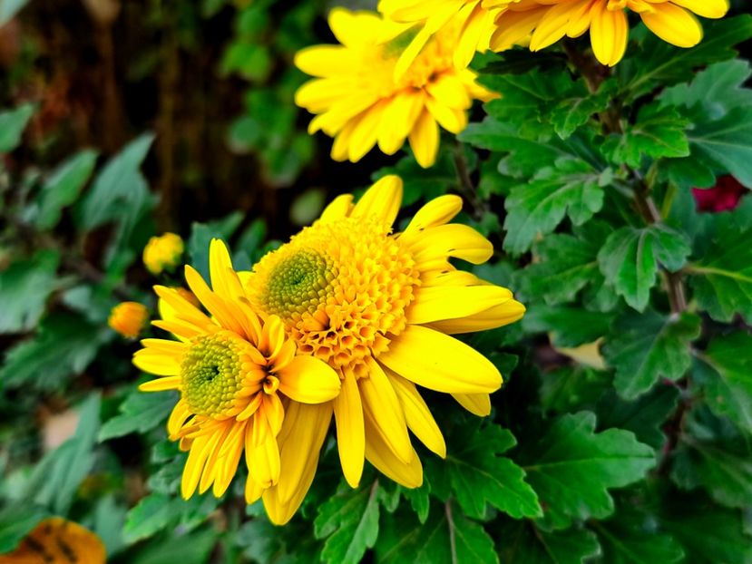  - Flori 2025 partea a doua