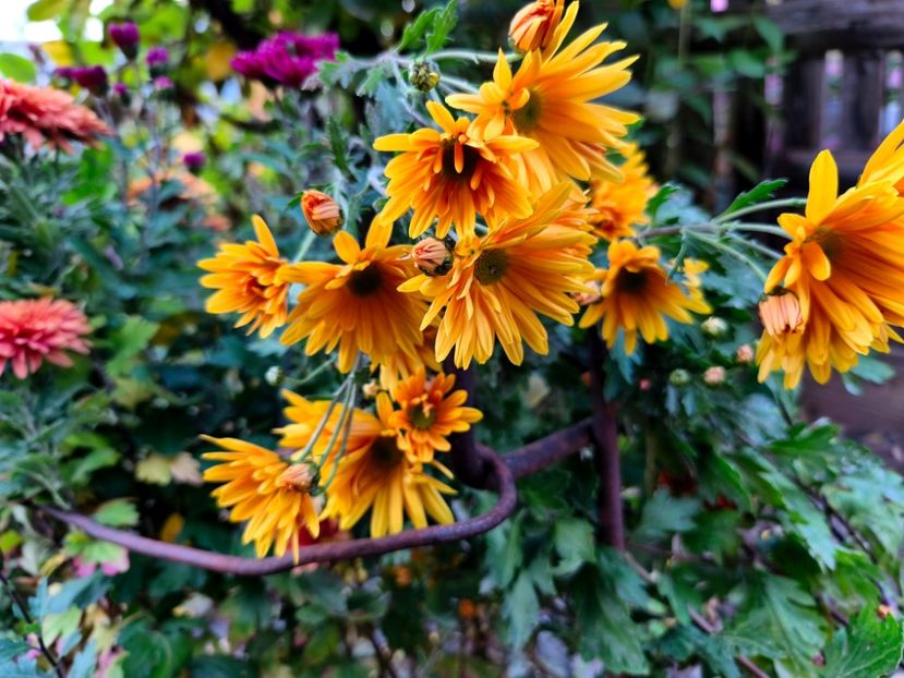  - Flori 2025 partea a doua