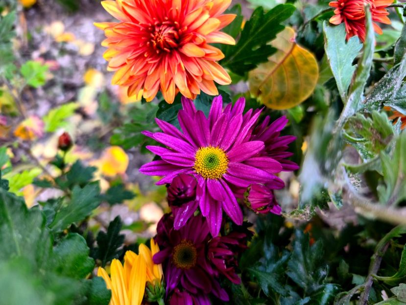  - Flori 2025 partea a doua