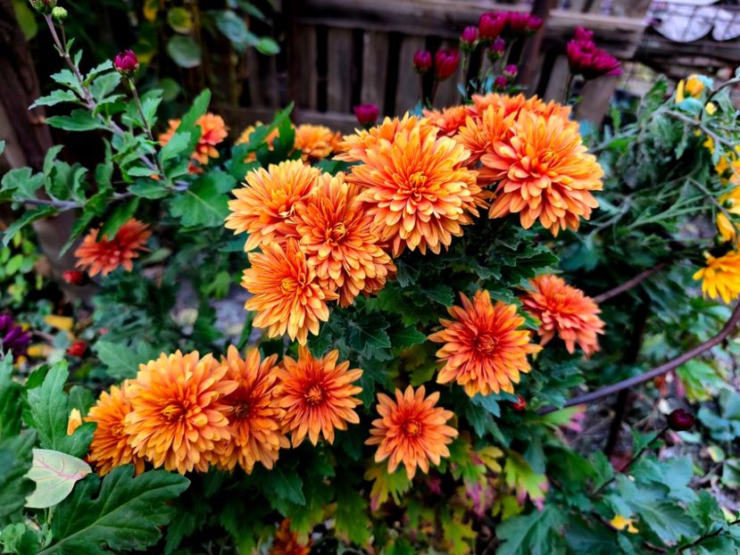  - Flori 2025 partea a doua