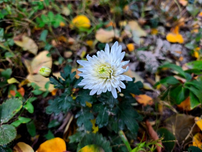  - Flori 2025 partea a doua