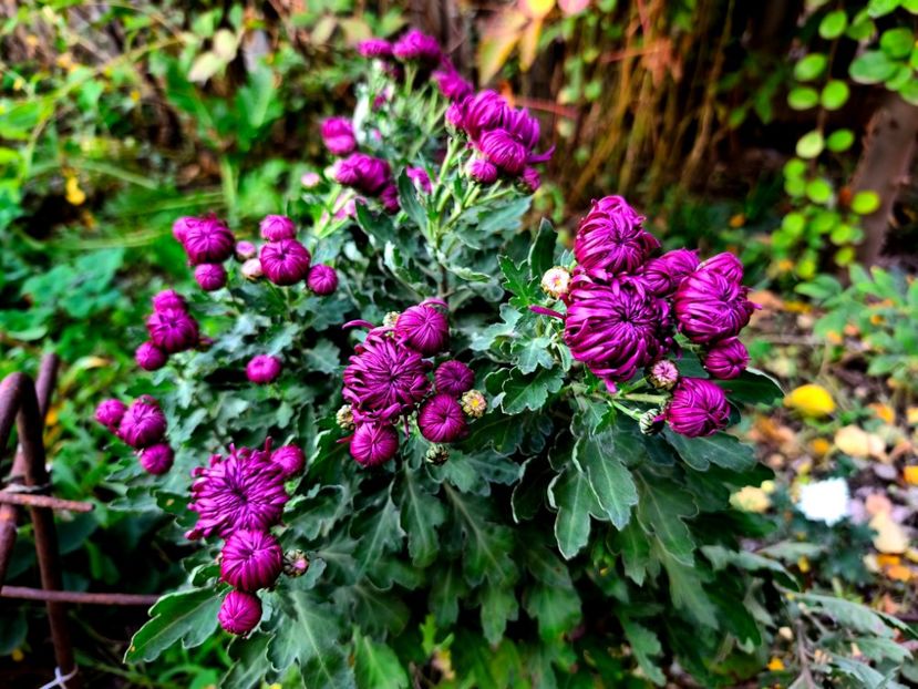  - Flori 2025 partea a doua