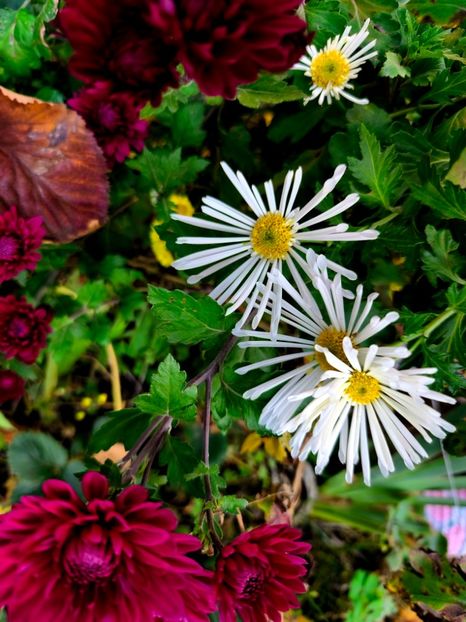  - Flori 2025 partea a doua