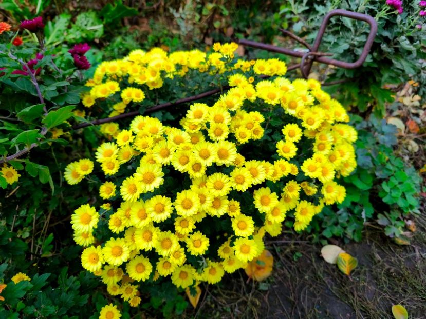  - Flori 2025 partea a doua