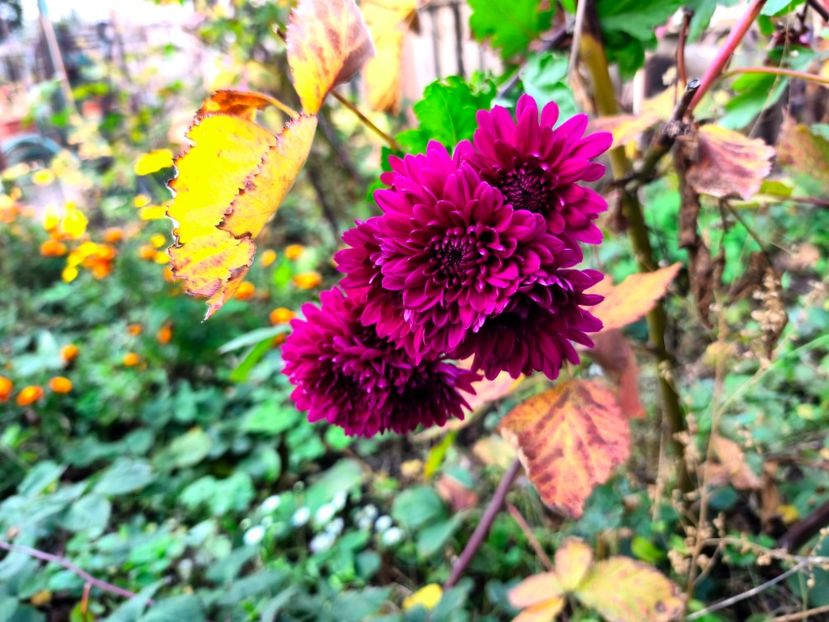  - Flori 2025 partea a doua