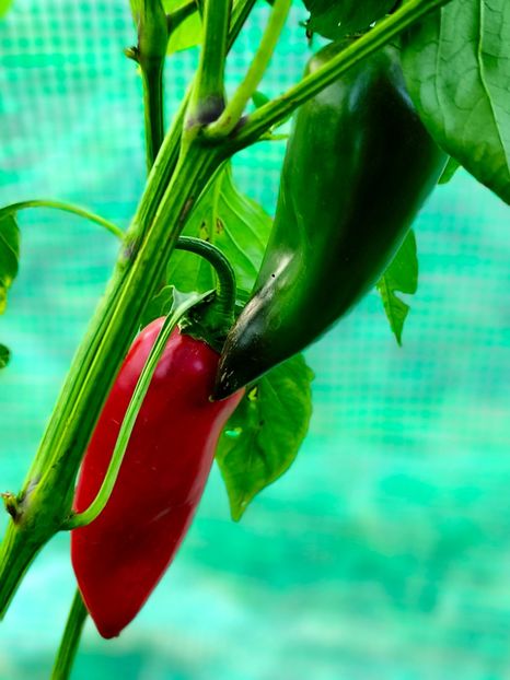  - Flori 2025 partea a doua