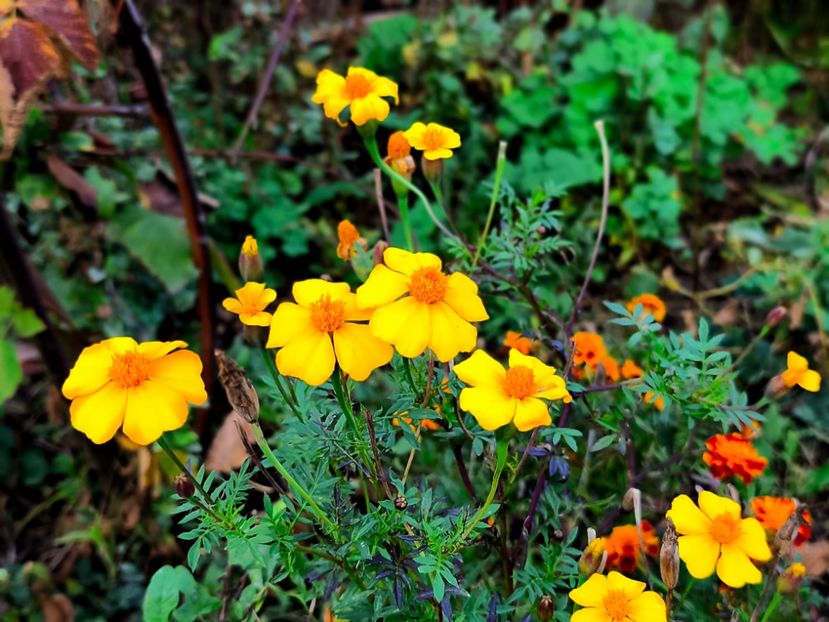  - Flori 2025 partea a doua