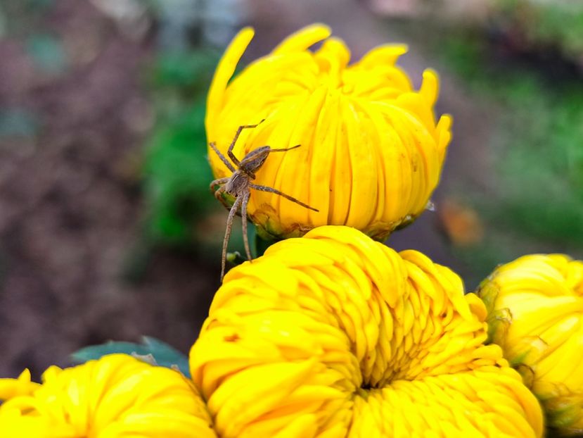  - Flori 2025 partea a doua