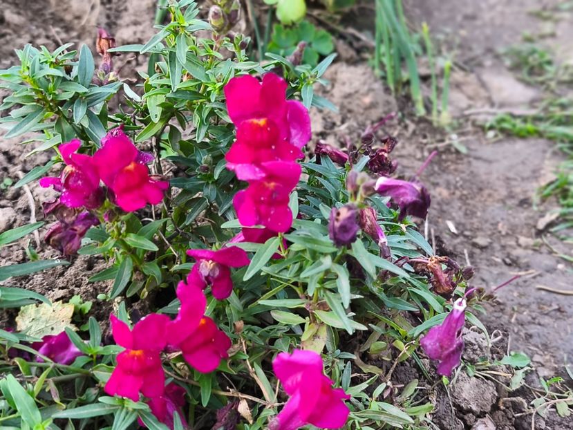  - Flori 2025 partea a doua