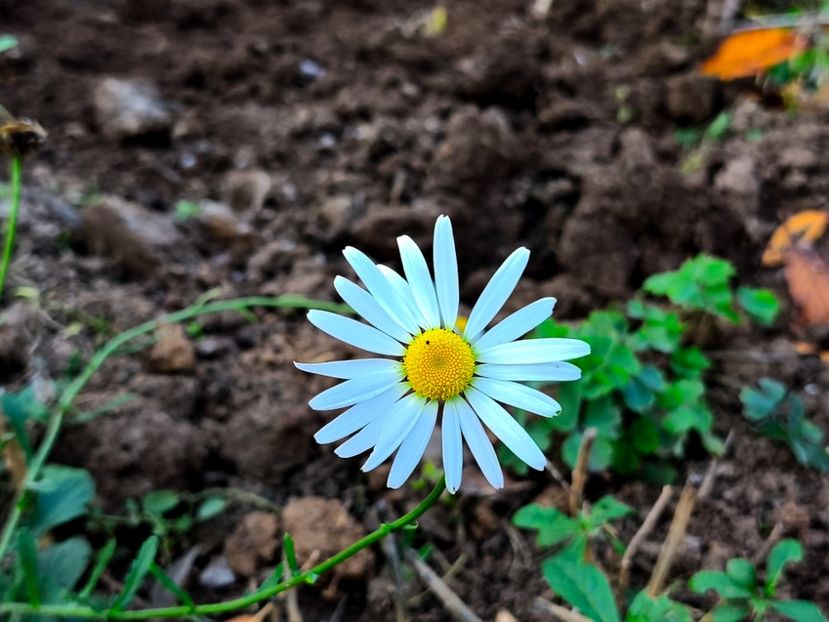  - Flori 2025 partea a doua