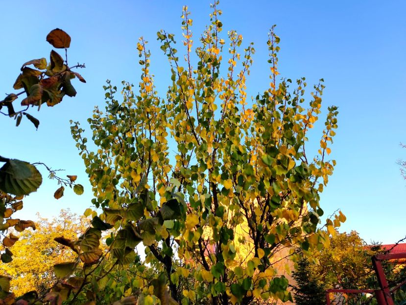  - Flori 2025 partea a doua