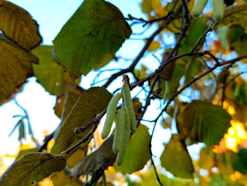  - Flori 2025 partea a doua