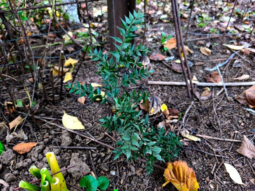  - Flori 2025 partea a doua