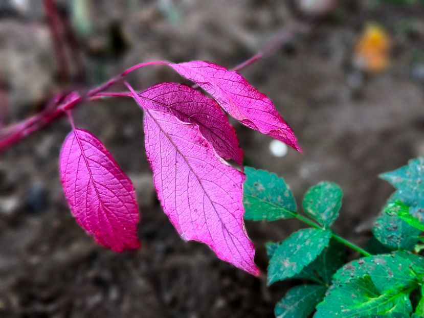  - Flori 2025 partea a doua