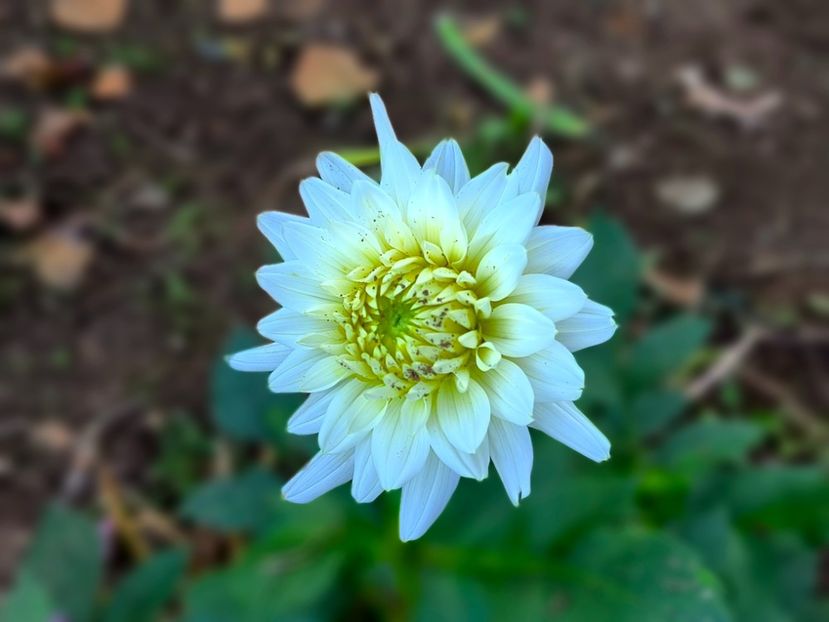  - Flori 2025 partea a doua