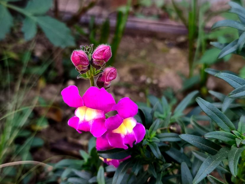  - Flori 2025 partea a doua