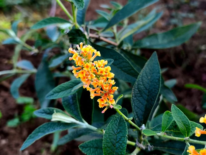  - Flori 2025 partea a doua