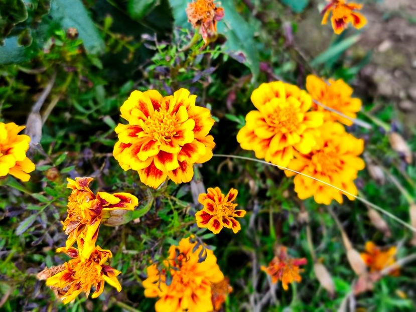  - Flori 2025 partea a doua