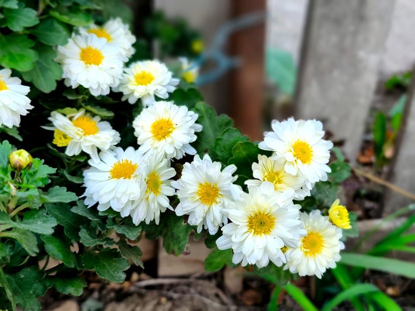  - Flori 2025 partea a doua