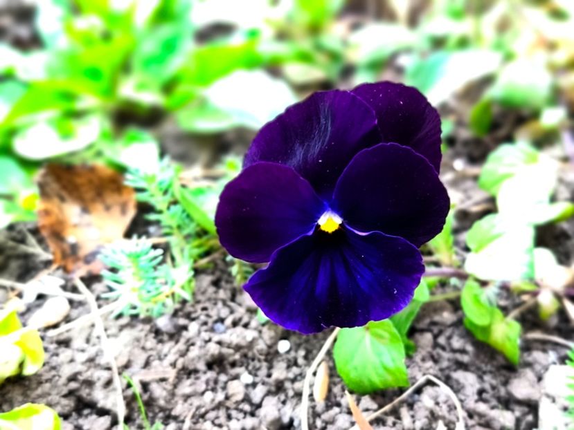  - Flori 2025 partea a doua