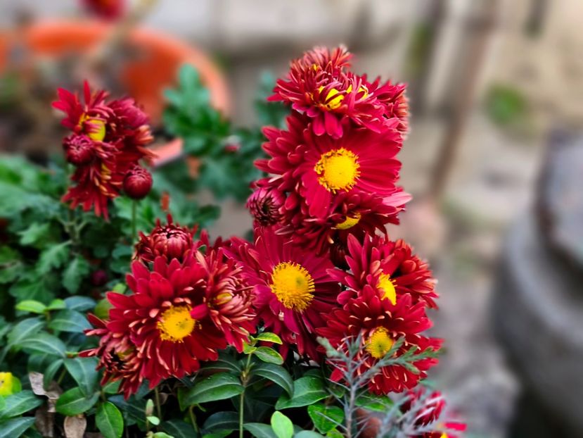  - Flori 2025 partea a doua