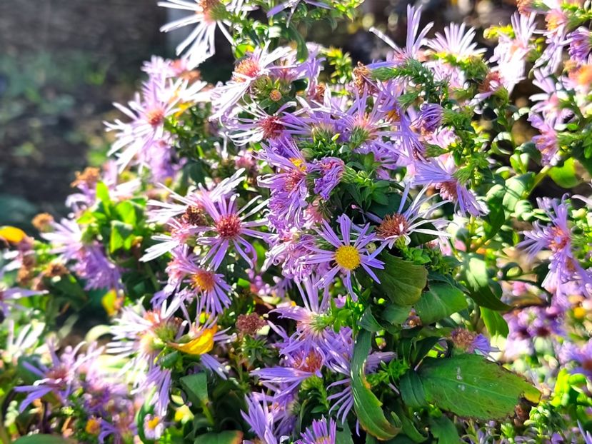  - Flori 2025 partea a doua