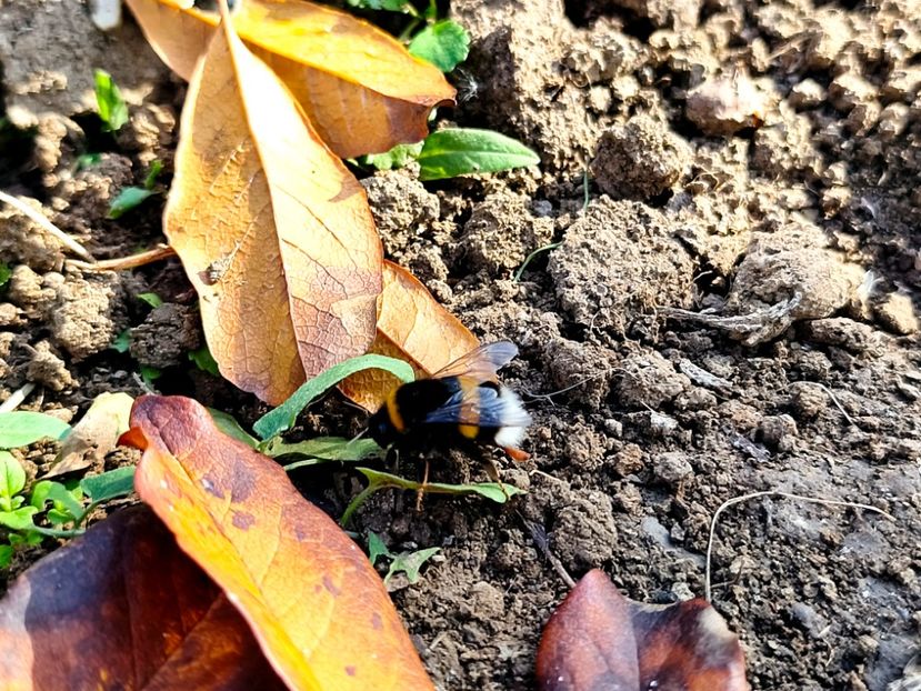  - Flori 2025 partea a doua