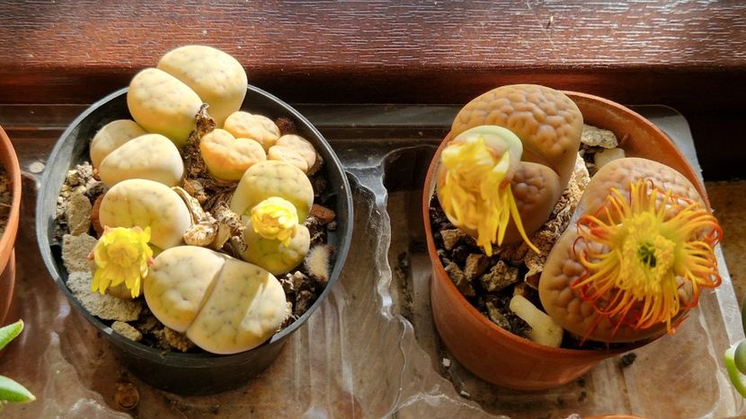  - Lithops 2022-2023-2024-2025