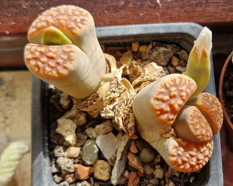  - Lithops 2022-2023-2024-2025