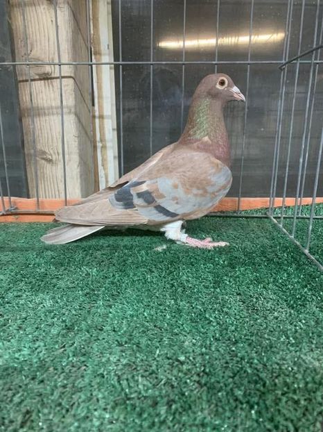  - Nu îmi aparțin 11