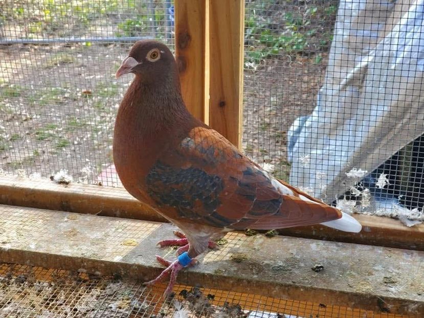  - Nu îmi aparțin 11