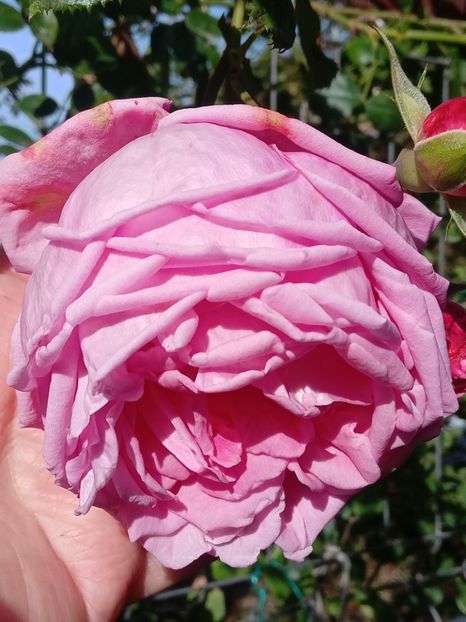  - SEPTEMBRIE-OCTOMBRIE - NOIEMBRIE