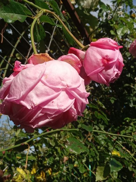  - SEPTEMBRIE-OCTOMBRIE - NOIEMBRIE