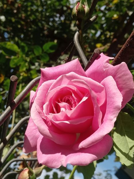  - SEPTEMBRIE-OCTOMBRIE - NOIEMBRIE