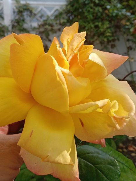  - SEPTEMBRIE-OCTOMBRIE - NOIEMBRIE