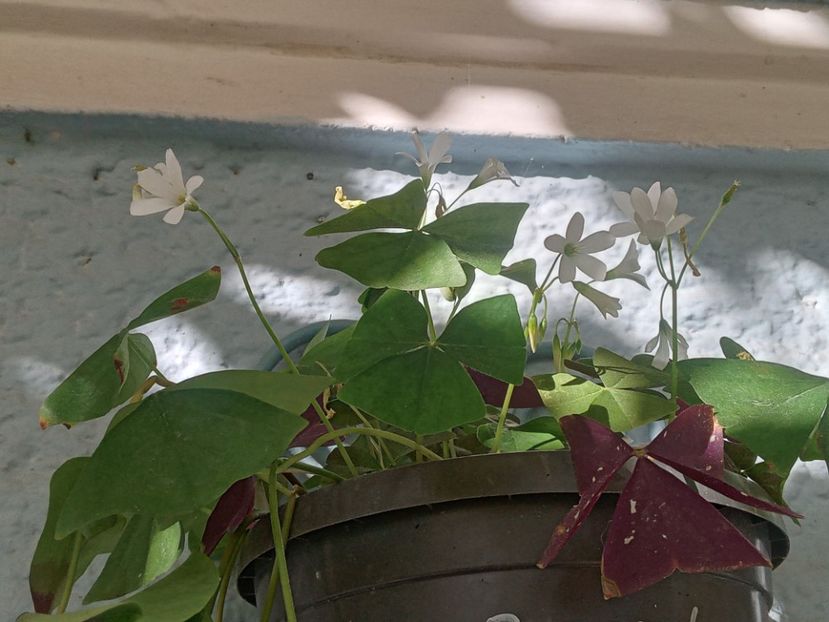  - SEPTEMBRIE-OCTOMBRIE - NOIEMBRIE