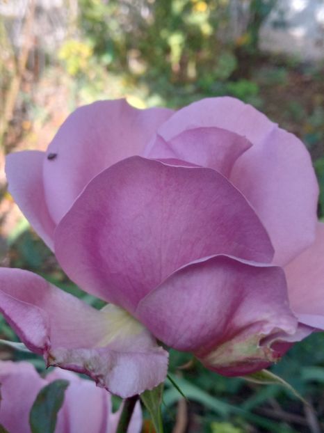  - SEPTEMBRIE-OCTOMBRIE - NOIEMBRIE